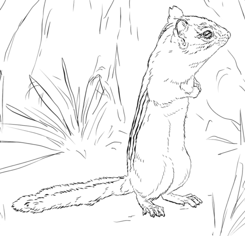 Eastern Chipmunk Coloring Page